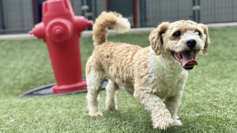 Pet Play Place - Kennesaw, GA