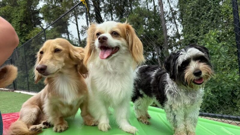 Pet Play Place - Kennesaw, GA