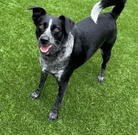 Pet Play Place - Kennesaw, GA