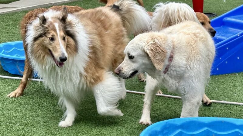 Pet Play Place - Kennesaw, GA