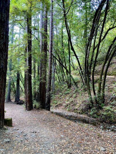 Crown Road Trailhead - Kentfield, CA