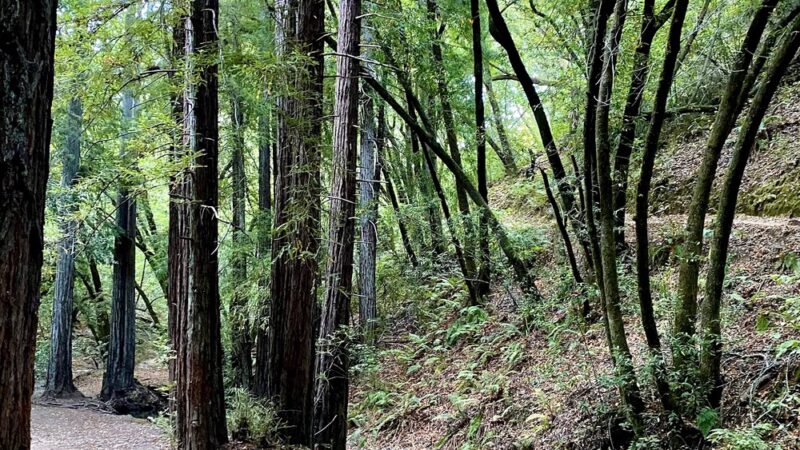 Crown Road Trailhead - Kentfield, CA