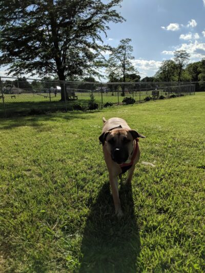 Kenton Bark Park Dog Park - Kenton, OH