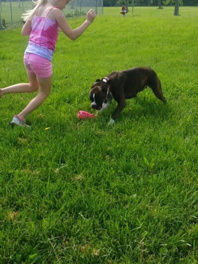 Kenton Bark Park Dog Park - Kenton, OH