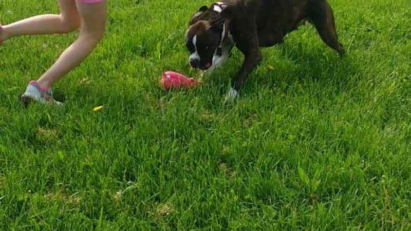 Kenton Bark Park Dog Park - Kenton, OH