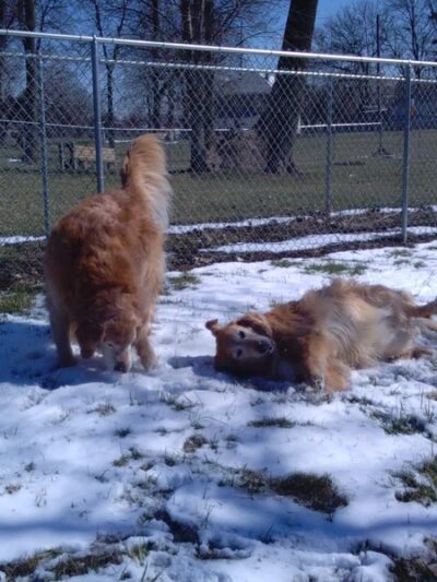 Kenton Bark Park Dog Park - Kenton, OH