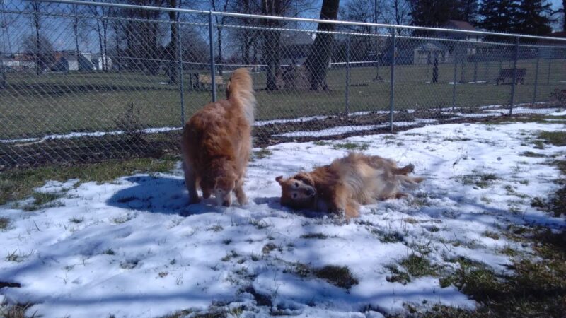 Kenton Bark Park Dog Park - Kenton, OH