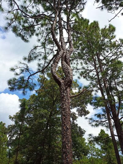 sandy hollow campground - Kentwood, LA