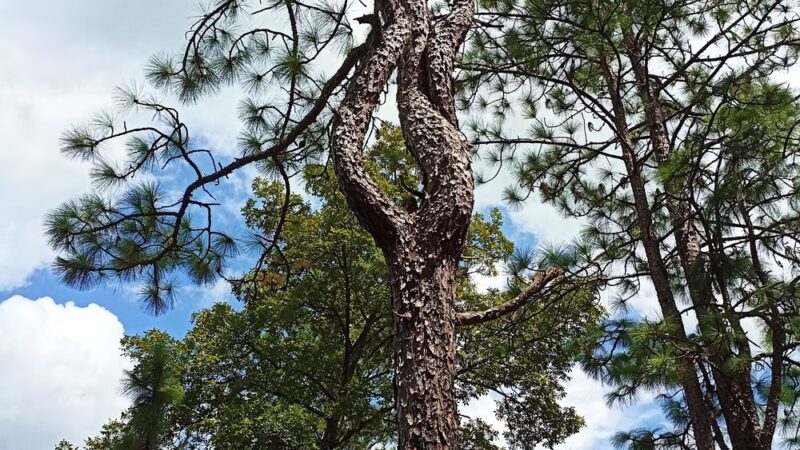 sandy hollow campground - Kentwood, LA