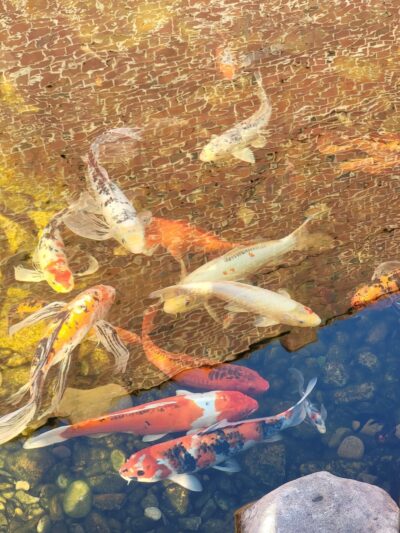 Founders Park - Kernersville, NC