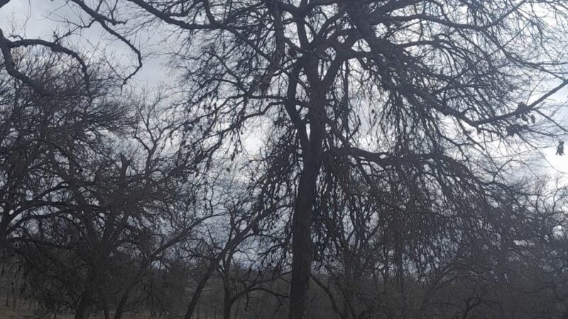 Bark Park - Kerrville, TX