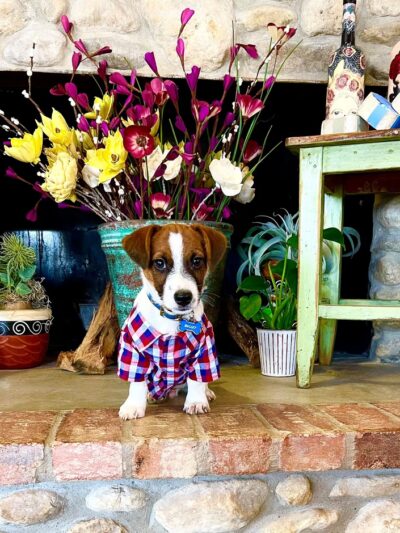 Bullet's Dog Park - Kerrville, TX