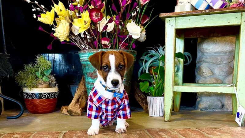 Bullet's Dog Park - Kerrville, TX