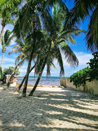 Dog Beach - Key West, FL