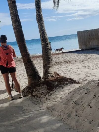 Dog Beach - Key West, FL