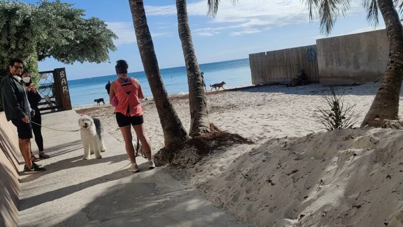 Dog Beach - Key West, FL