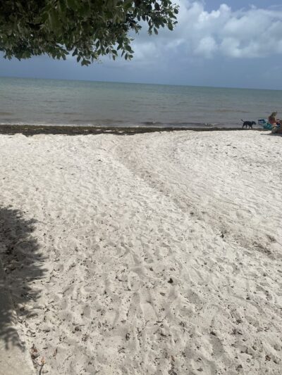 Dog Beach - Key West, FL