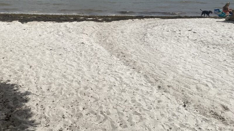 Dog Beach - Key West, FL