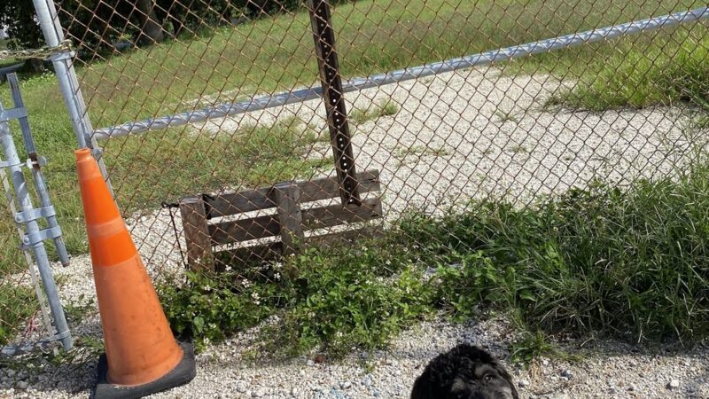 Dog Park - Key West, FL