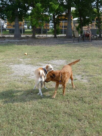 Dog Park - Key West, FL