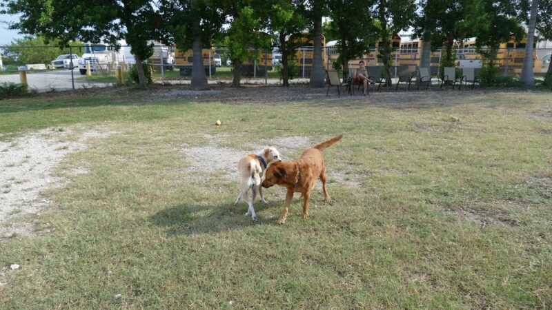 Dog Park - Key West, FL