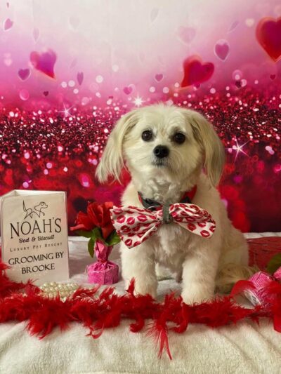 Noah's Bed & Biscuit - Kiefer, OK