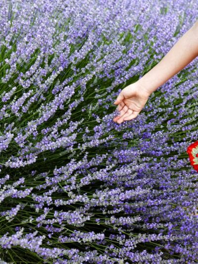 Lavender Pond Farm - Killingworth, CT