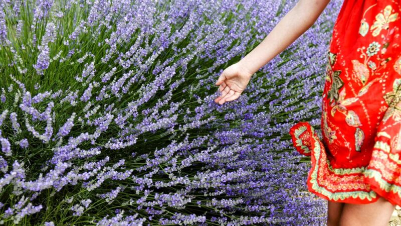 Lavender Pond Farm - Killingworth, CT