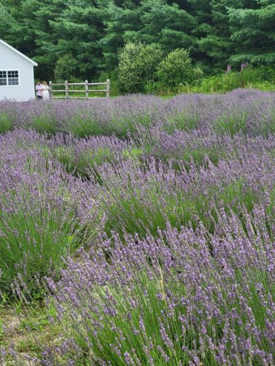 Lavender Pond Farm - Killingworth, CT