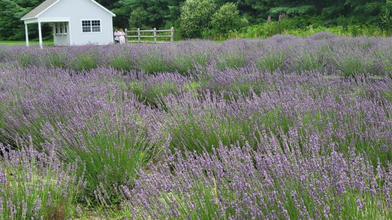 Lavender Pond Farm - Killingworth, CT