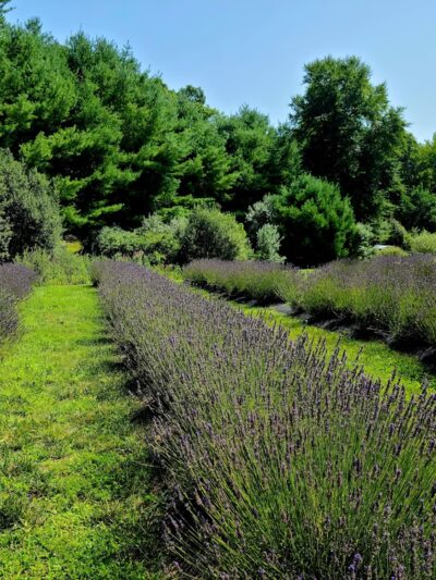 Lavender Pond Farm - Killingworth, CT