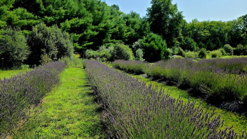 Lavender Pond Farm - Killingworth, CT