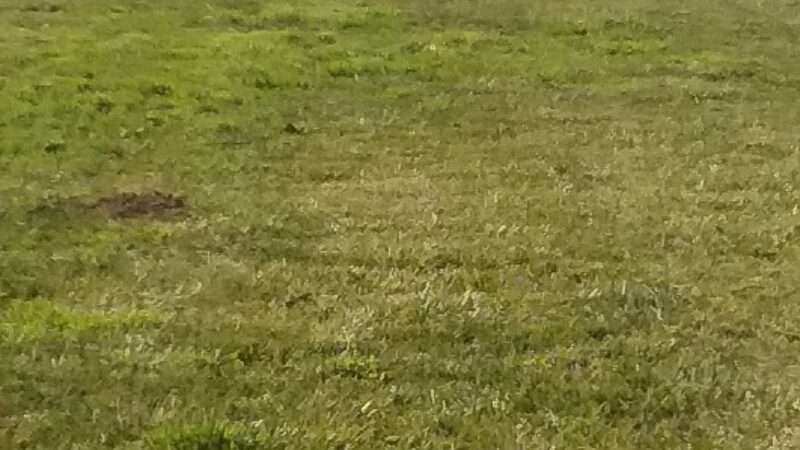 San Antonio Park - King City, CA