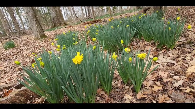 Caledon State Park - King George, VA