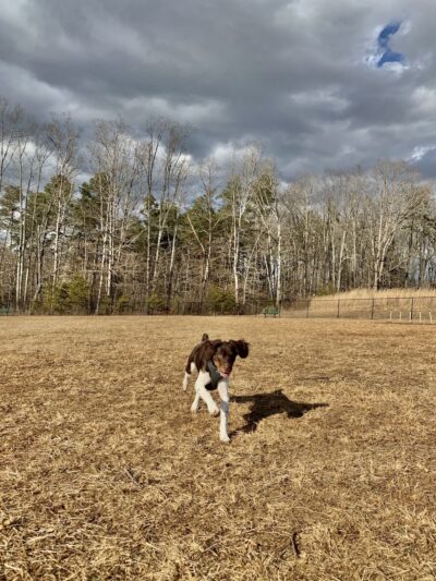 King Dog Park - King, NC