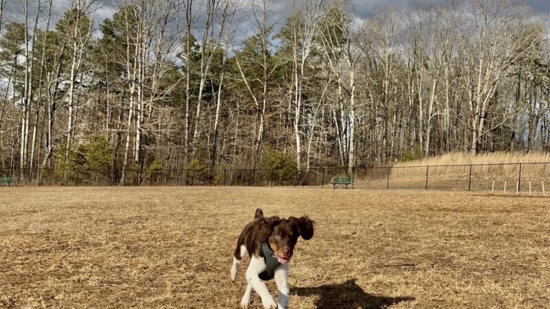 King Dog Park - King, NC
