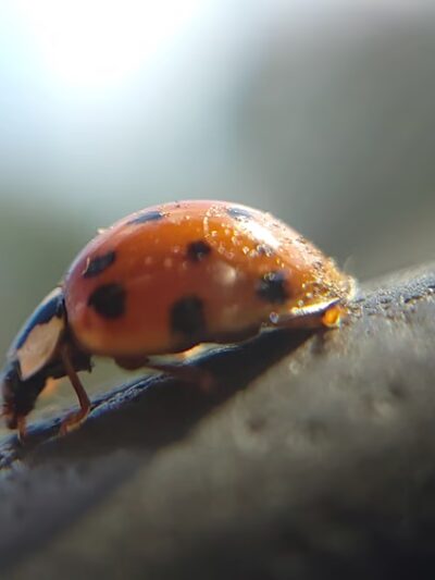 King Dog Park - King, NC