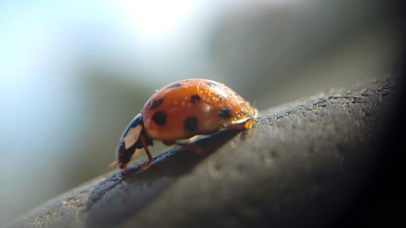 King Dog Park - King, NC