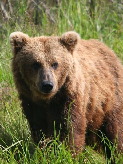 Bear Trail Lodge - King Salmon, AK