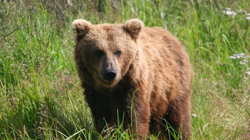 Bear Trail Lodge - King Salmon, AK