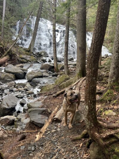 Country Mutt, LLP - Kingfield, ME