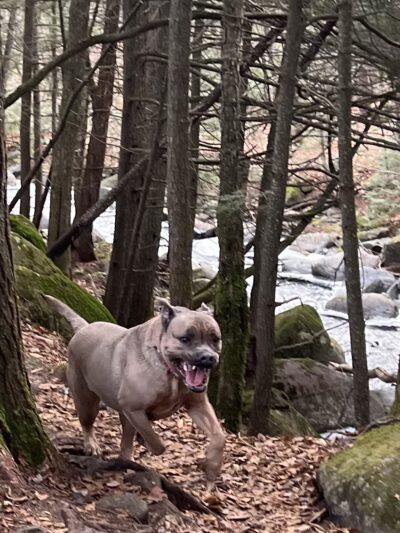 Country Mutt, LLP - Kingfield, ME