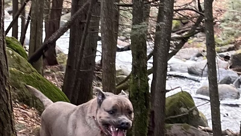 Country Mutt, LLP - Kingfield, ME