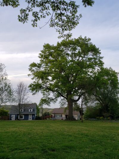 Hammond Park - Kingsport, TN