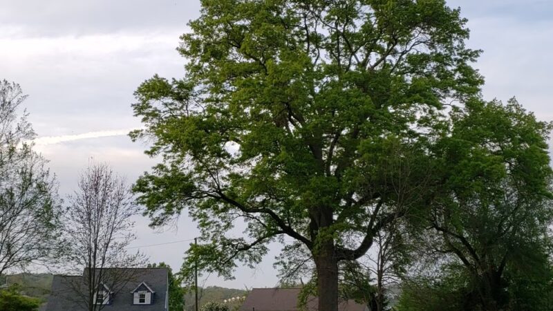 Hammond Park - Kingsport, TN