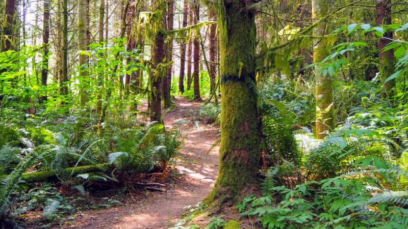 Port Gamble Forest Heritage Park - Kingston, WA
