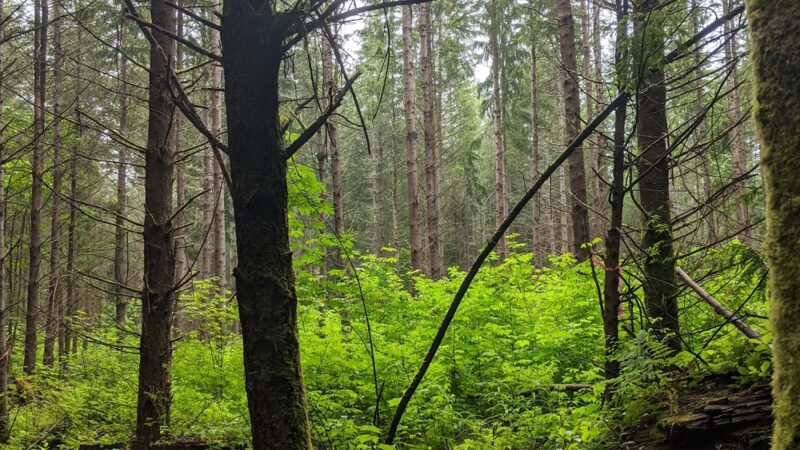 Port Gamble Forest Heritage Park - Kingston, WA