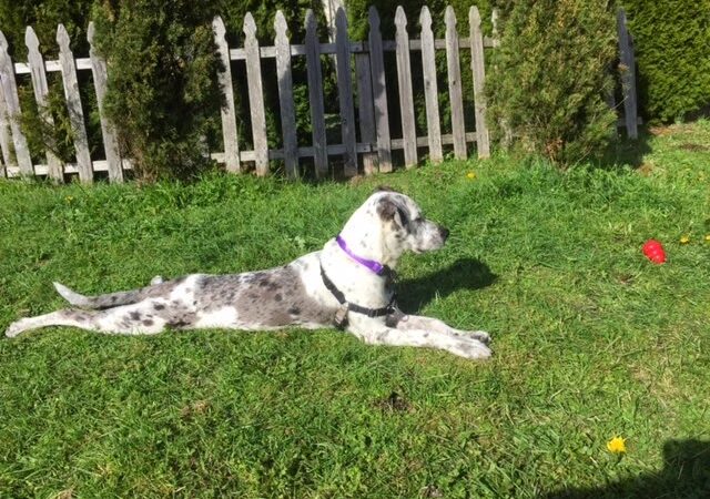 Run Dog Run - Kingston, WA