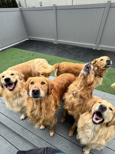 Run Dog Run - Kingston, WA