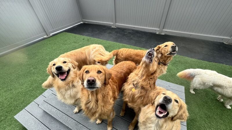 Run Dog Run - Kingston, WA